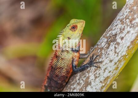 Image of colorful lizard sitting on a branch and observing the surroundings during the day in maldives Stock Photo