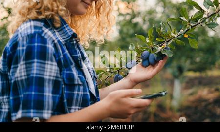 Woman farmer with mobile phone, in farm plum using apps and internet. Smart farming using modern technologies in agriculture. Stock Photo