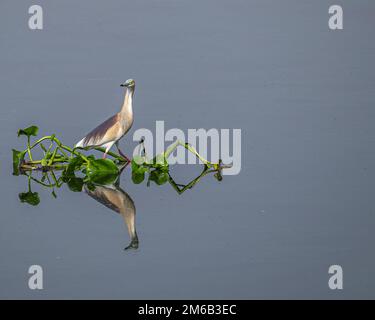 A pond heron resting in a lake Stock Photo