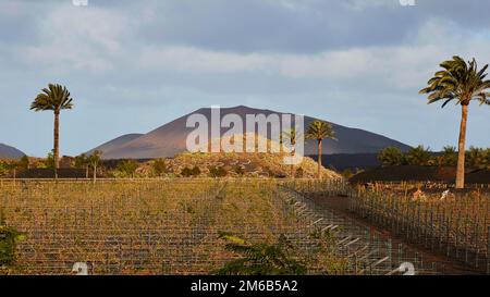 Vineyard, palm trees, red lava hill, palm trees, Femes, Lanzarote, Canary Islands, Spain Stock Photo