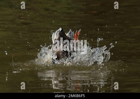 Bathing adult male Mallard (Anas platyrhynchos) Stock Photo