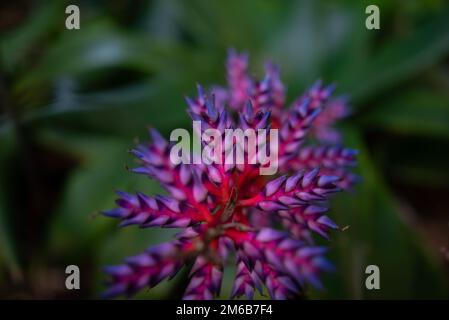 Unusual colorful flower closeup of Aechmea fendleri or Fendlers bromeliad Stock Photo