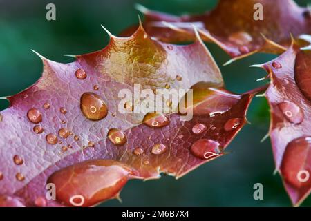 Red leaves mahonia Stock Photo