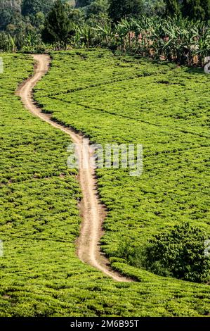 Bright green teafields with sand road passing through. Stock Photo