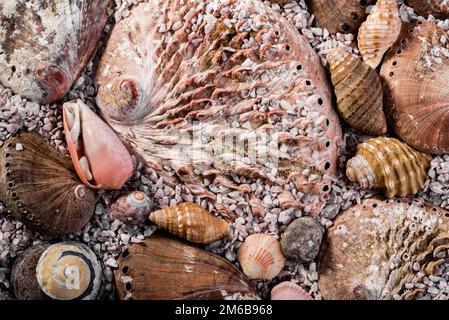 Abalone shells and other shells in coarse seasand Stock Photo