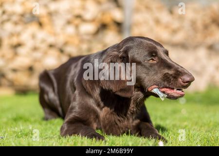 Dog eats fish Stock Photo