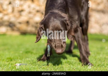 Dog eats fish Stock Photo