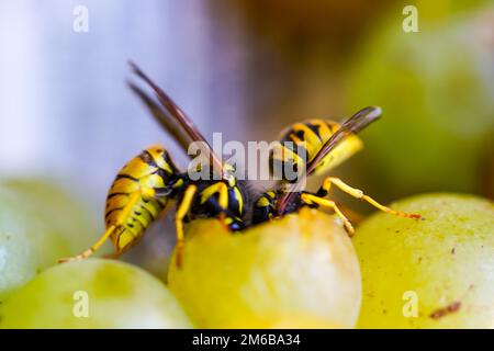 Two common wasps eat one white overripe grape, heads deep in the grape, selected focus, wasp eating grape Stock Photo