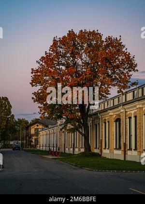 Single orange red autumn fall tree during sunset in a city next to a building europe Stock Photo