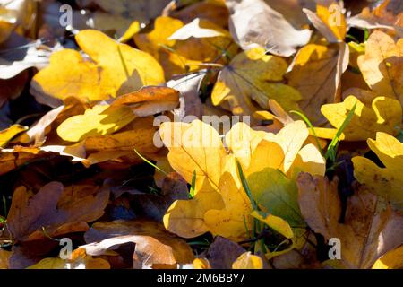 Close up of the leaf litter gathered on the grass of a park, the colours highlighted by being back lit by the autumn sun. Stock Photo
