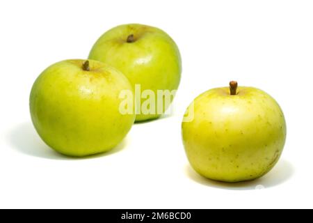 Crab Apple (malus sylvestris), close up of several small wild apples isolated against a white background. Stock Photo
