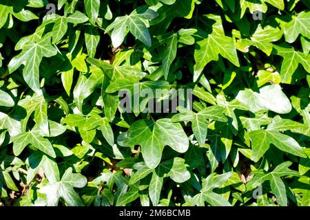 Ivy (hedera helix), close up showing the various shapes of leaves produced by the common climbing shrub. Stock Photo