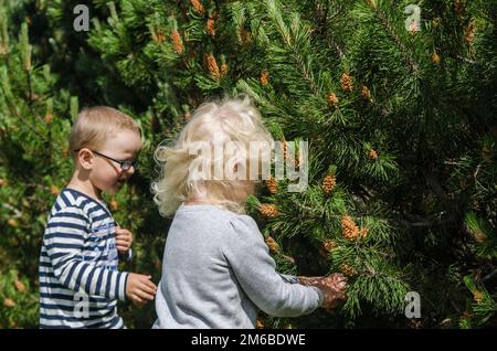 Boy and girl collect pine buds Stock Photo