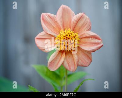 Dahlias from the back yard Stock Photo