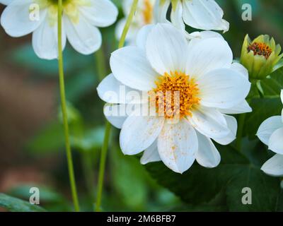 Dahlias from the back yard Stock Photo