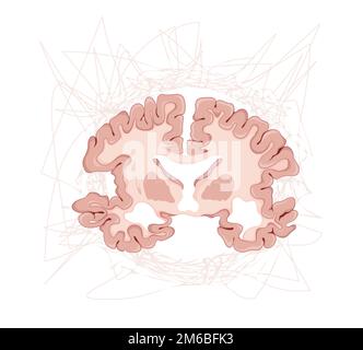 Brain Transverse Section - Illustration as EPS 10 File Stock Vector ...