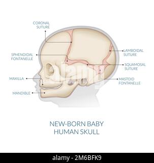 Human Skull - Anatomy - Stock Illustration as EPS 10 File Stock Vector