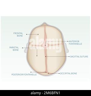 Human Skull - Anatomy - Stock Illustration as EPS 10 File Stock Vector
