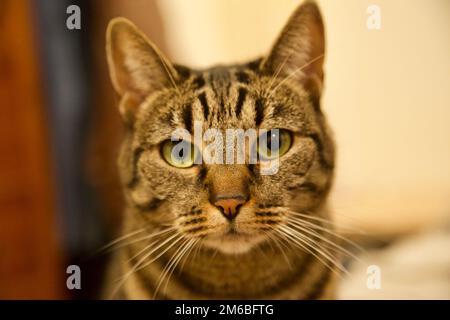 cat, kitten, tom cat, cat looking into the camera. Stock Photo