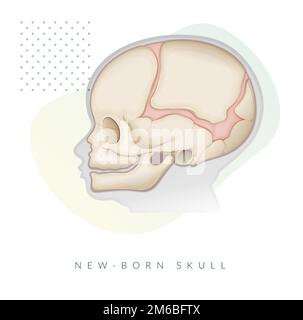 Human Skull - Anatomy - Stock Illustration as EPS 10 File Stock Vector