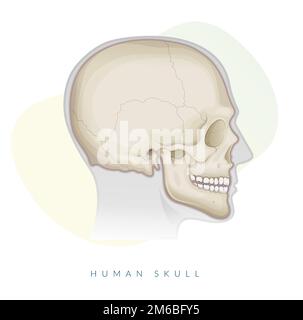 Human Skull - Anatomy - Stock Illustration as EPS 10 File Stock Vector
