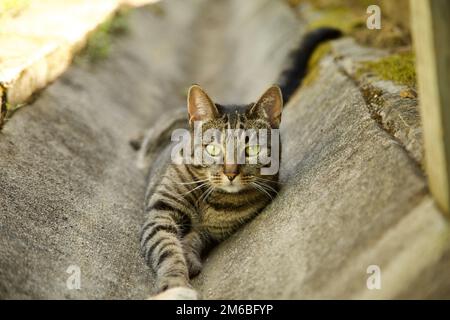cat laying down, cat, black and grey cat. small cat, cat Stock Photo