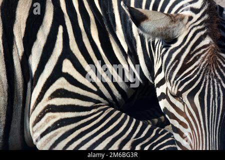 Grant's zebra, Böhm- oder Grant-Zebra, Zèbre de Grant, Böhm-zebra, Equus quagga boehmi Stock Photo