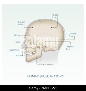 Human Skull - Anatomy - Stock Illustration as EPS 10 File Stock Vector