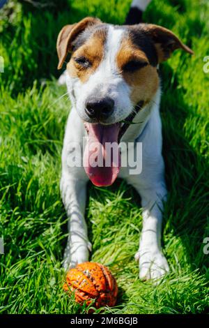 A Jack Russell Terrier dog lies in a children's lounge chair. Vertical ...