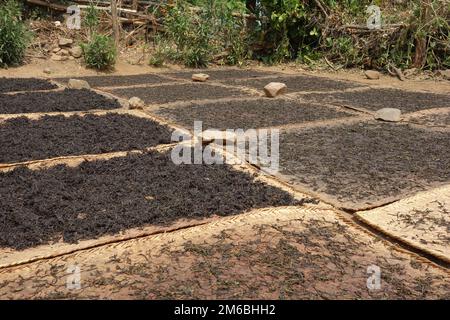 Drying tea leaves Stock Photo