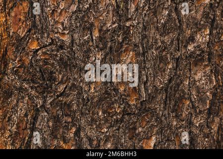 Non uniform grungy hard bark wood texture perfect for textured backdrop background that may be used for copy space or other applications. Stock Photo