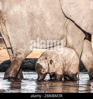 Baby Elephant with Mother in water