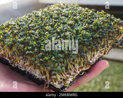 Watercress in hand, grown in greenhouse, up close Stock Photo
