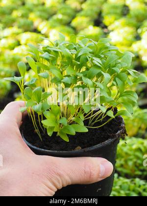 Fresh marjoram herbs growing in pot, held in hand Stock Photo