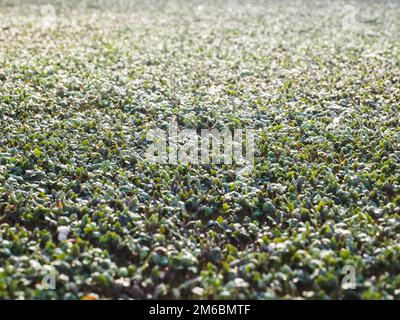 Watercress in a greenhouse, up close Stock Photo