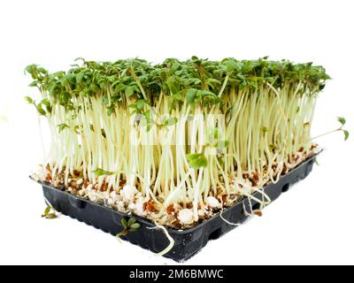 Watercress plants growing in a little black tray, towards white Stock Photo