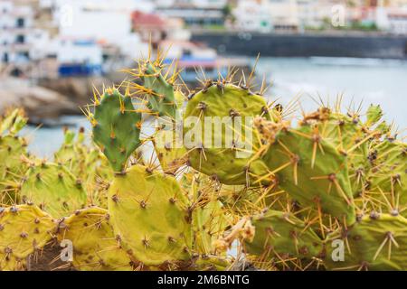 Cacti growing among the rocks of volcanic rock on the island of Tenerife in the Atlantic Ocean Stock Photo