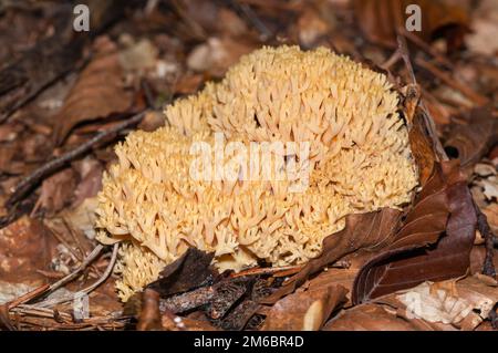 pink coral fungus, Ramaria formosa, Catalonia, Spain Stock Photo