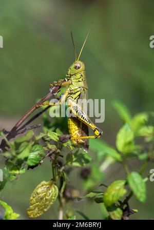Grasshopper Stock Photo