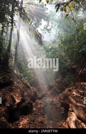 Sunbeams shining through misty rainforest Stock Photo
