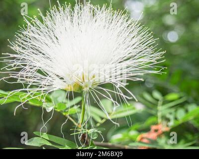 White Fluffy Prairie Acacia Flower Stock Photo