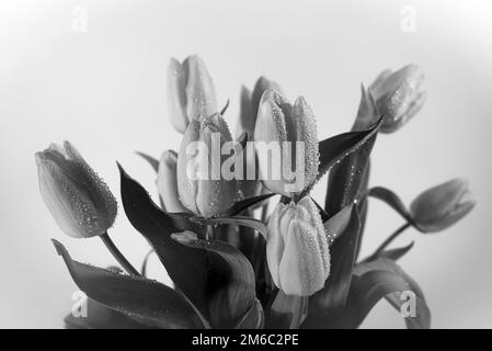 bouquet of tulips in a black and white image close-up textured Stock Photo