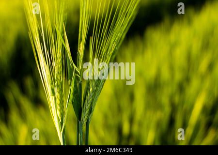 Macro shot of green barley ears spikes with a agricultural barley field on background. Green unripe cereals. The concept of agriculture, healthy Stock Photo