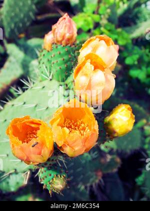 Flowers of Prickly pear plant (cactus) or Paddle  after rain Stock Photo