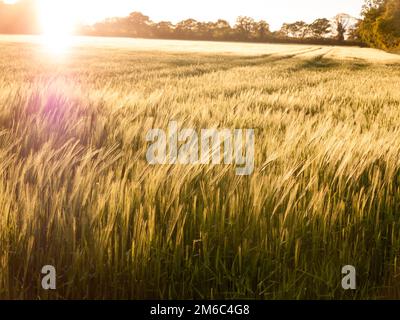 Beautiful crop fields closing up in the setting sunlight over the tops of them creating a wonderful and stunning golden glow tha Stock Photo