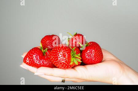 Hand full of big red fresh ripe strawberries isolated towards gray Stock Photo