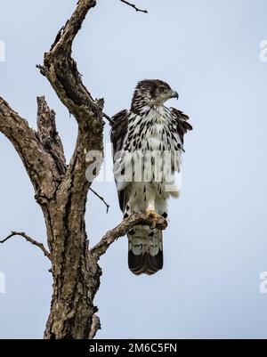 An African Hawk-Eagle (Aquila spilogaster) perched on a dead tree. Kruger National Park, South Africa. Stock Photo