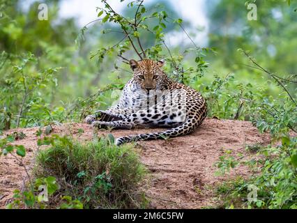 An African Leopard (Panthera pardus pardus) resting on a termit mount. Kruger National Park, South Africa. Stock Photo