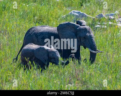 Mother and baby elephants (Loxodonta africana) in green grass of open savannah. Kruger National Park, South Africa. Stock Photo