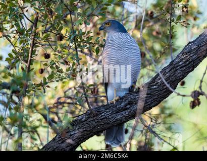 An African Goshawk (Accipiter tachiro) perched on a branch. Kruger National Park, South Africa. Stock Photo